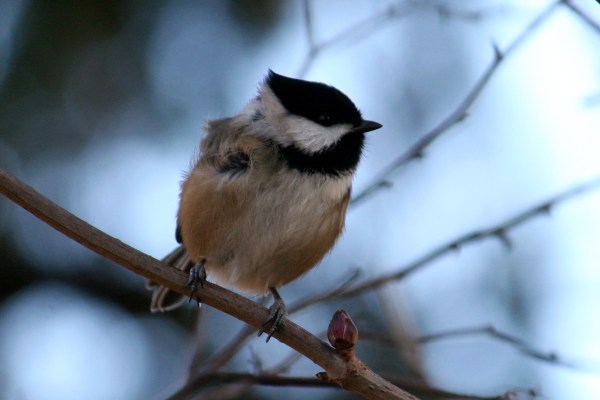 Black-capped Chickadee