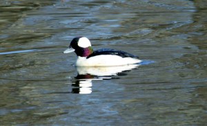 Male Bufflehead