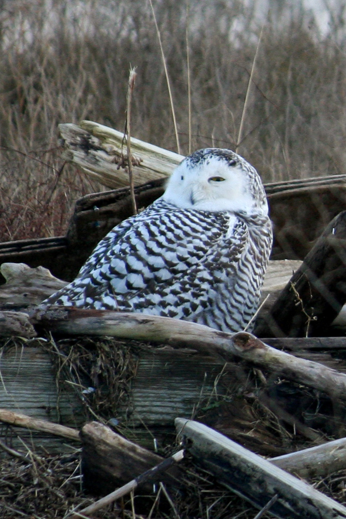Snowy Owl