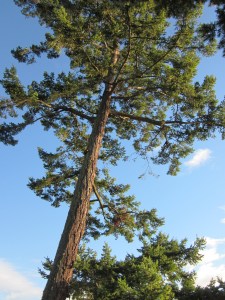 Douglas-fir Tree