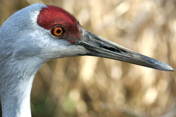 Sandhill Crane