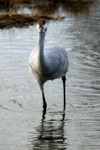 Sandhill Crane