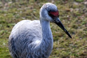 Young Sandhill Crane