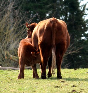 Nursing Calf