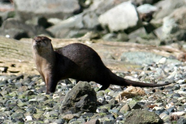 River otter