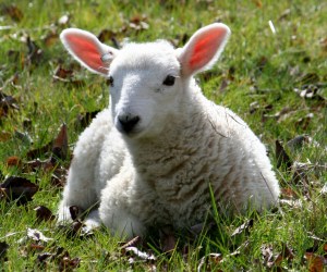 Baby Lamb