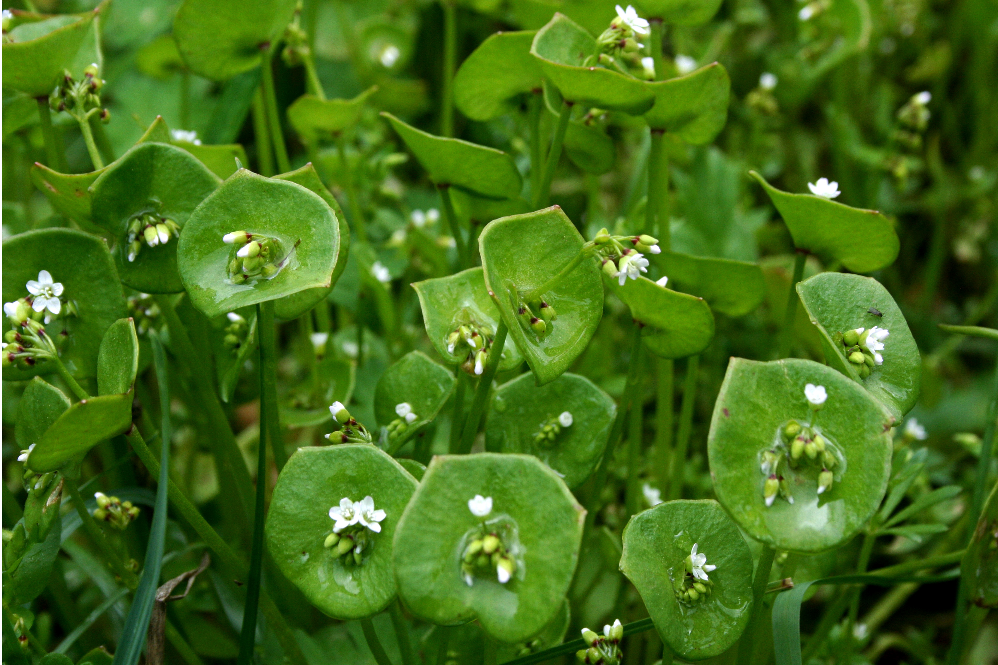 Miner's Lettuce