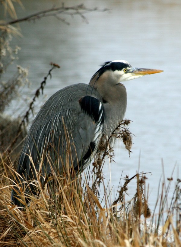 Great Blue Heron