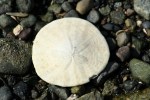Sand Dollar