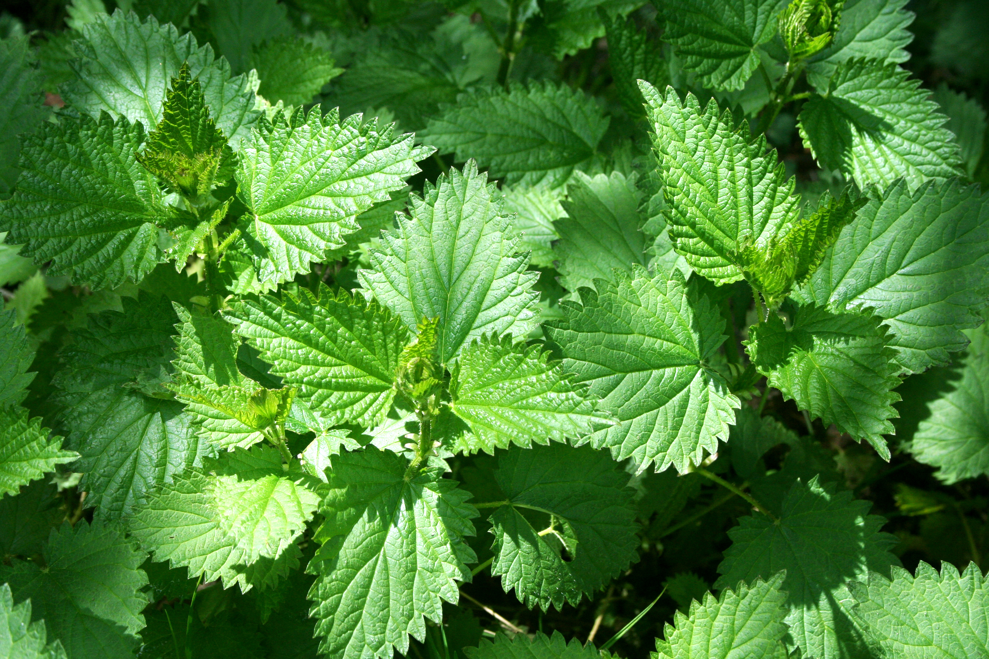 Stinging Nettle