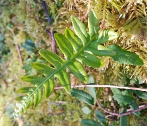 Licorice Fern
